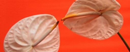 Онлайн курс Академия секса для женщин – Алекс Мэй